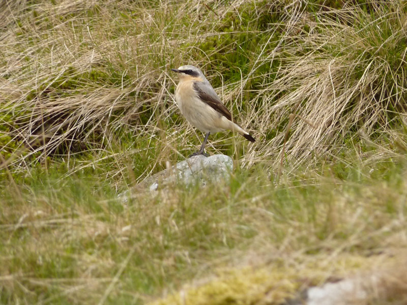 Wheatear